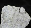 Blastoid (Pentremites) Fossil - Illinois #20874-2